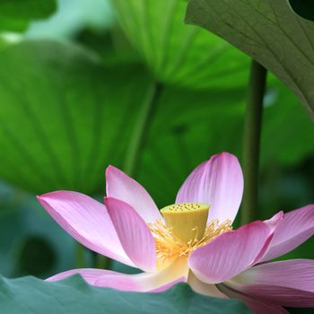 Lotus Eletre