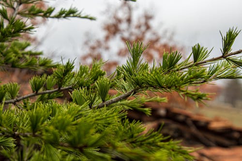 Close up of Green, Evergreen Leaves