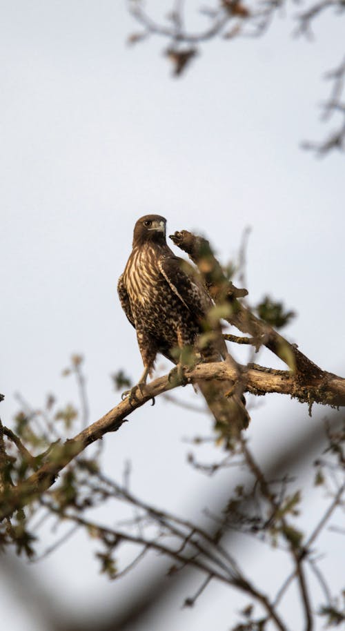 Close-up of a Hawk on a Tree 