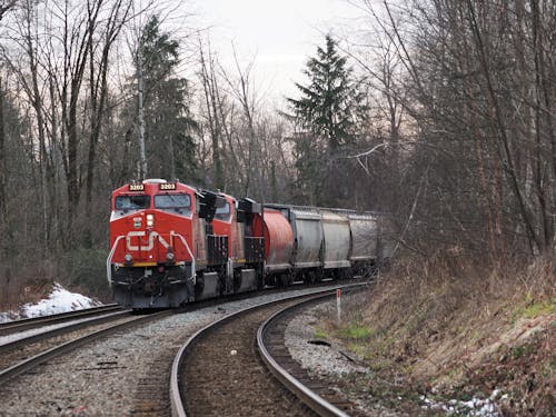 Freight Train Going Through the Forest