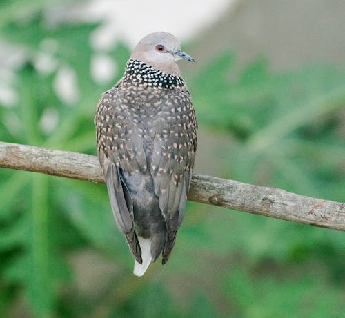 Bird Perched