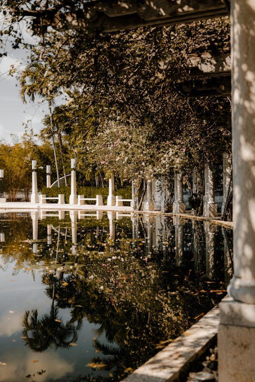 Trees Reflection in Pond Water in Park