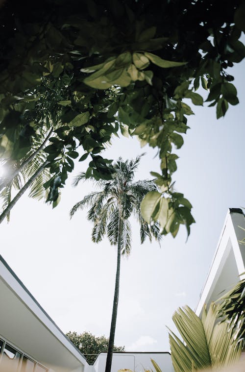 Palm Tree behind Leaves