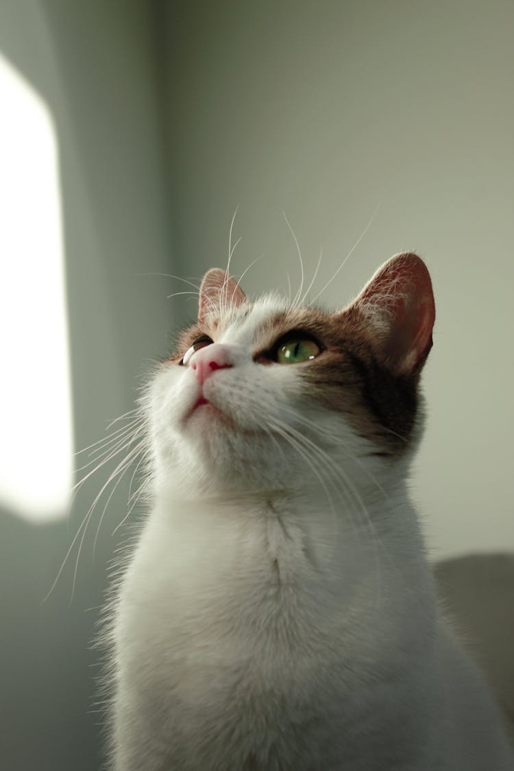 White Cat Looking Up