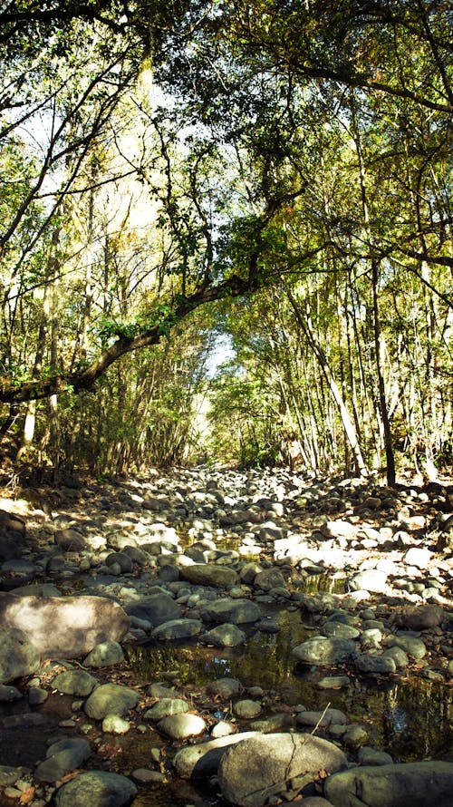 A Stone Path in a Forest 