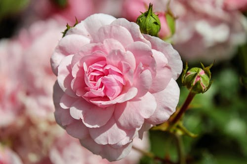 Fotografia Com Lente De Mudança De Inclinação De Rosa