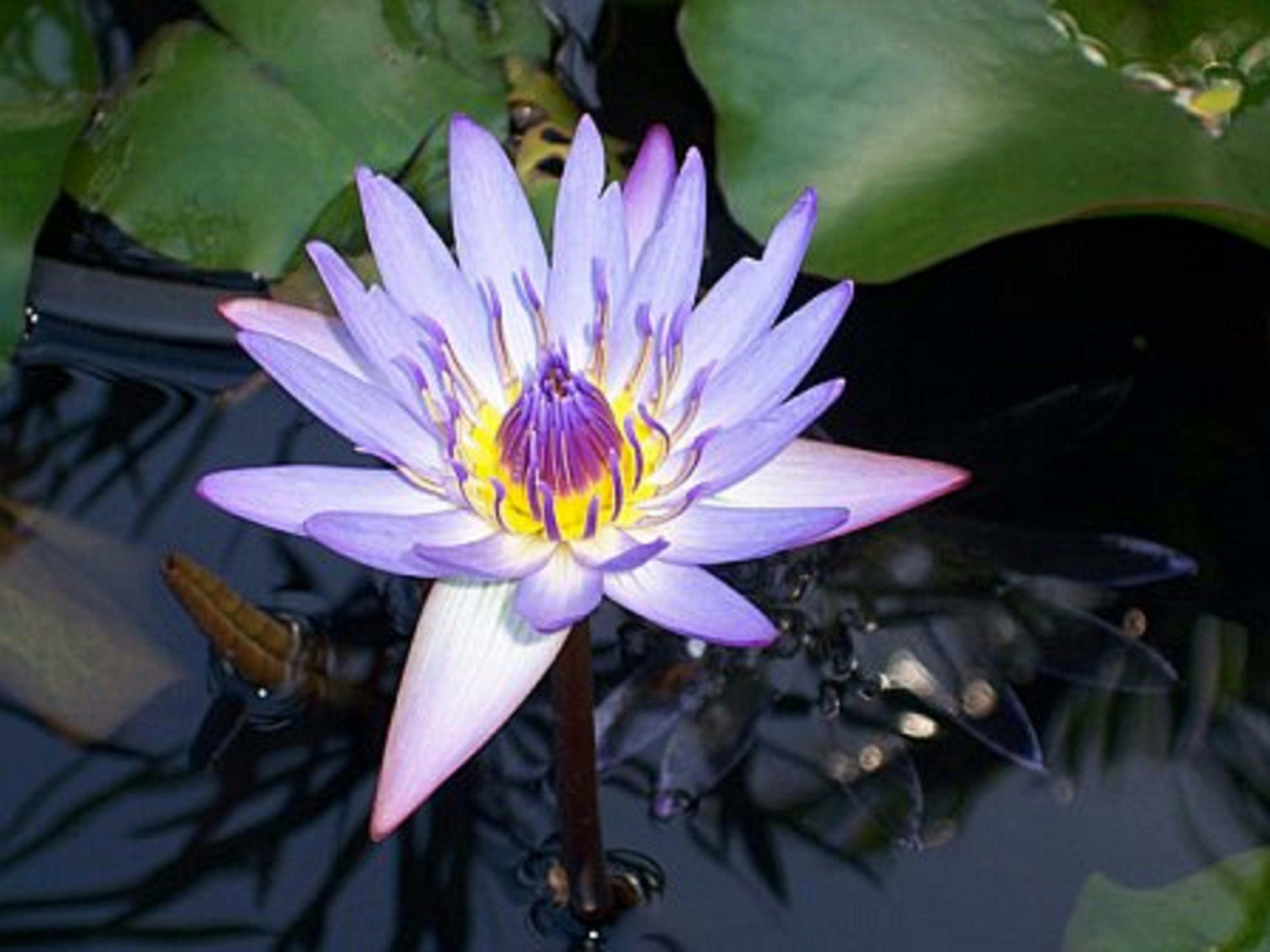 Free stock photo of water lily