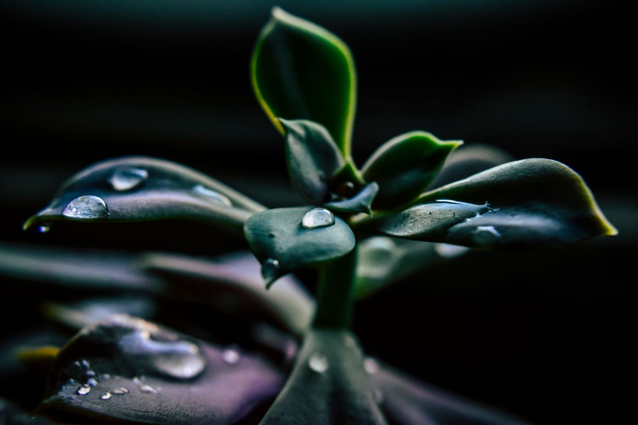 a vibrant close up of a succulent plant adorned with glistening dewdro