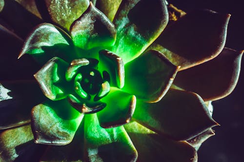 Foto De Primer Plano De La Planta De Echeveria