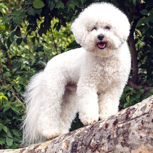 Cute Fluffy Dog on Wood in Nature