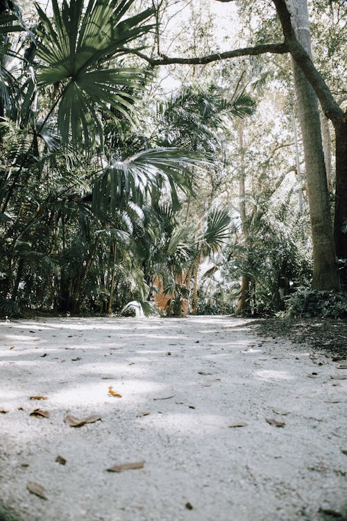 Park Alley with Palm Trees