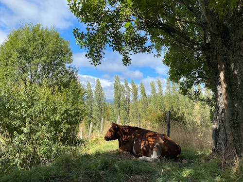 A Cow Lying in the Shade under a Tree on a Pasture 
