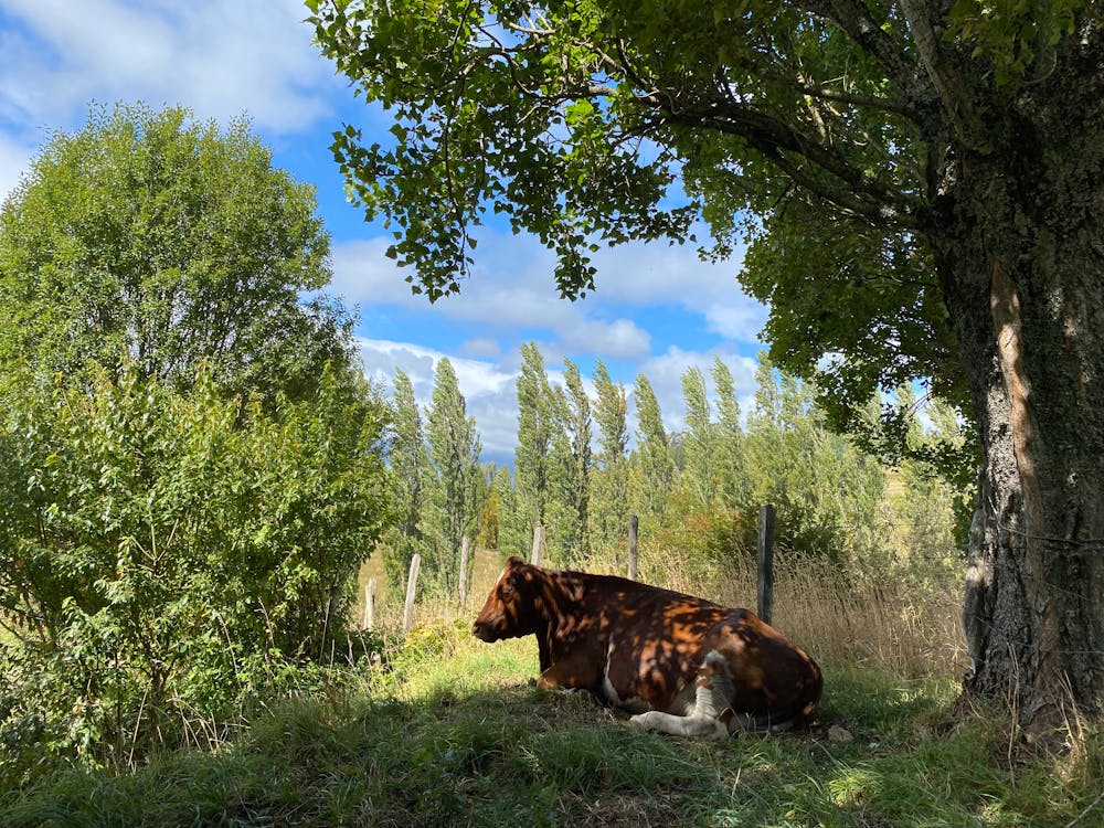 A Cow Lying in the Shade under a Tree on a Pasture 