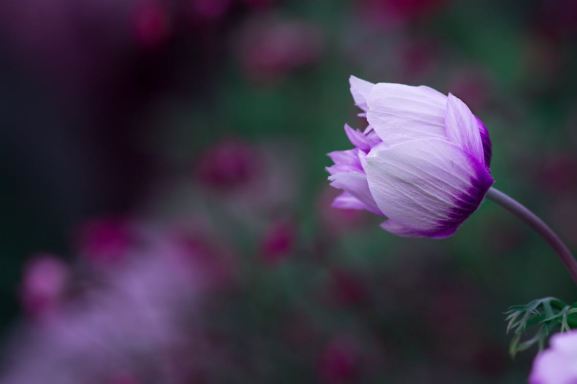 Gratuit Imagine de stoc gratuită din floare, floră, fotografie de aproape Fotografie de stoc