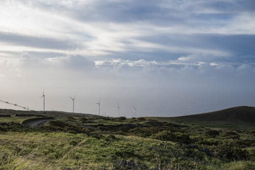 Wind Turbines in Grassland
