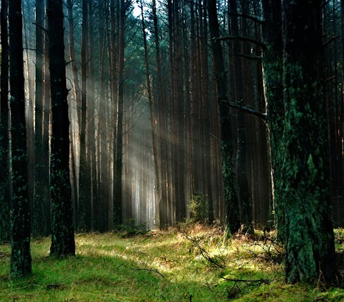 Free Forest With Sunlight Stock Photo
