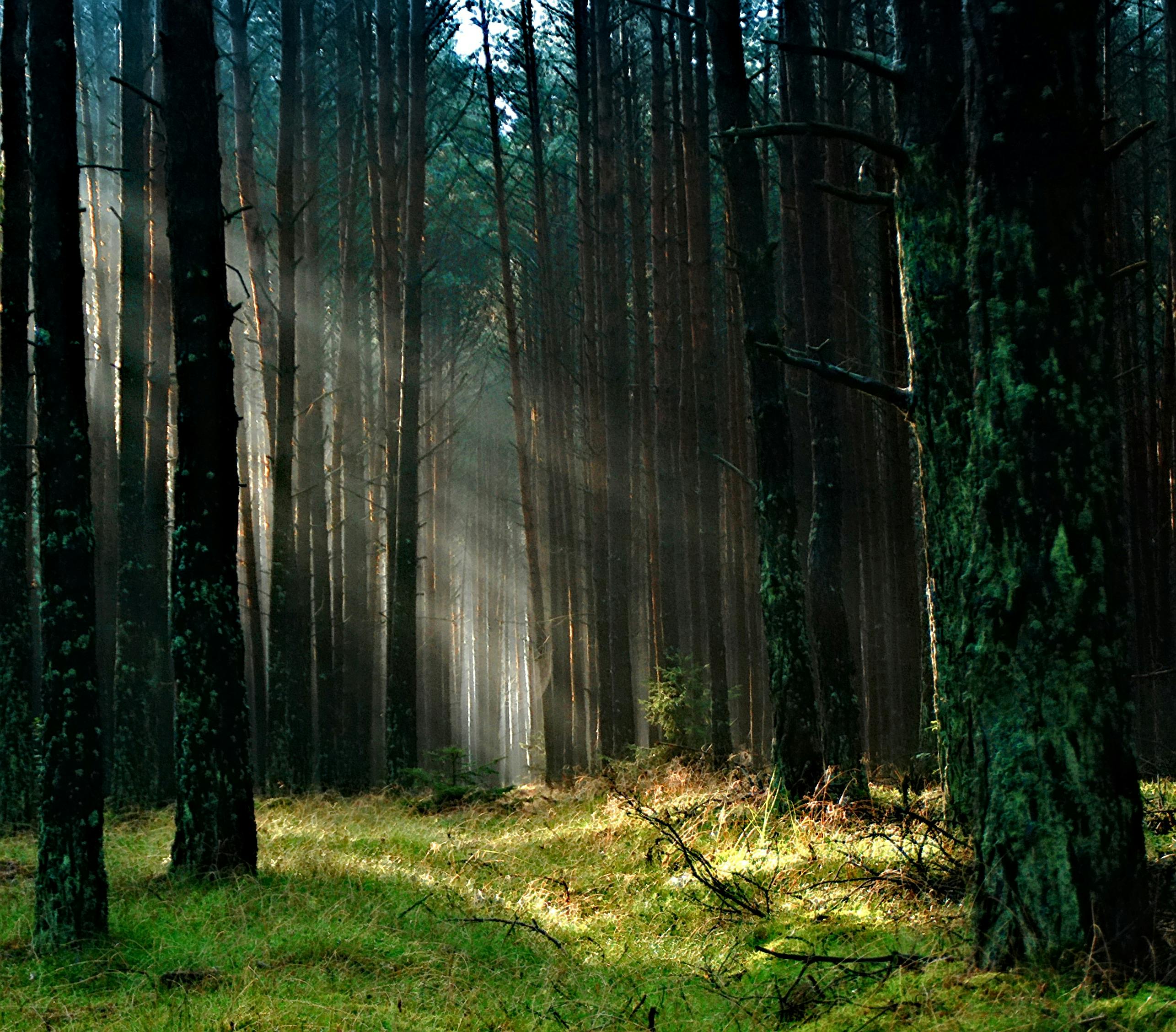 Forest With Sunlight · Free Stock Photo