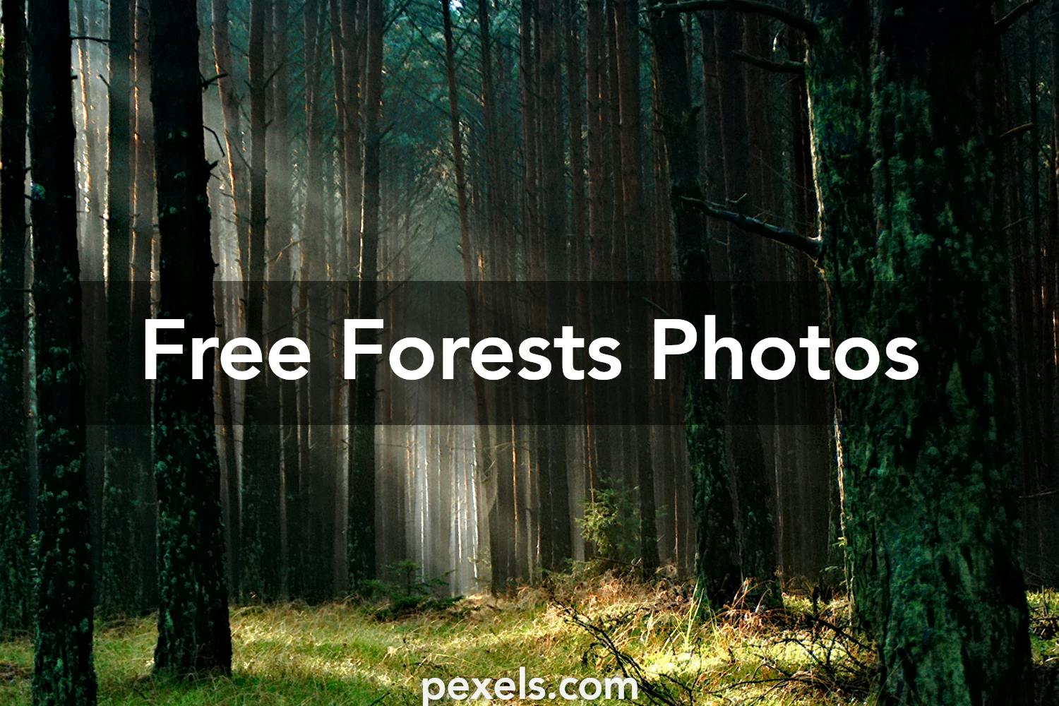 1000 Beautiful Forests Photos · Pexels · Free Stock Photos