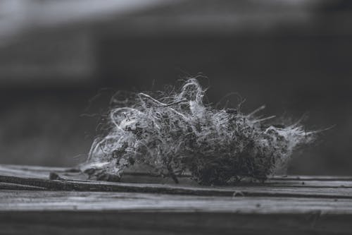 Photographie En Niveaux De Gris De Kush