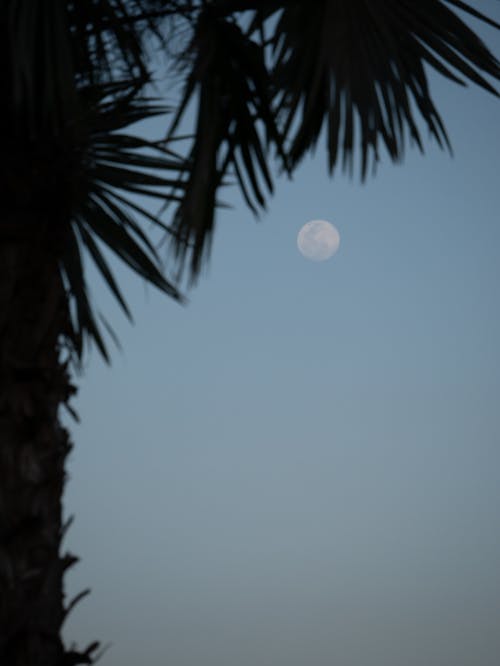 Palm Tree against Sky with Full Moon