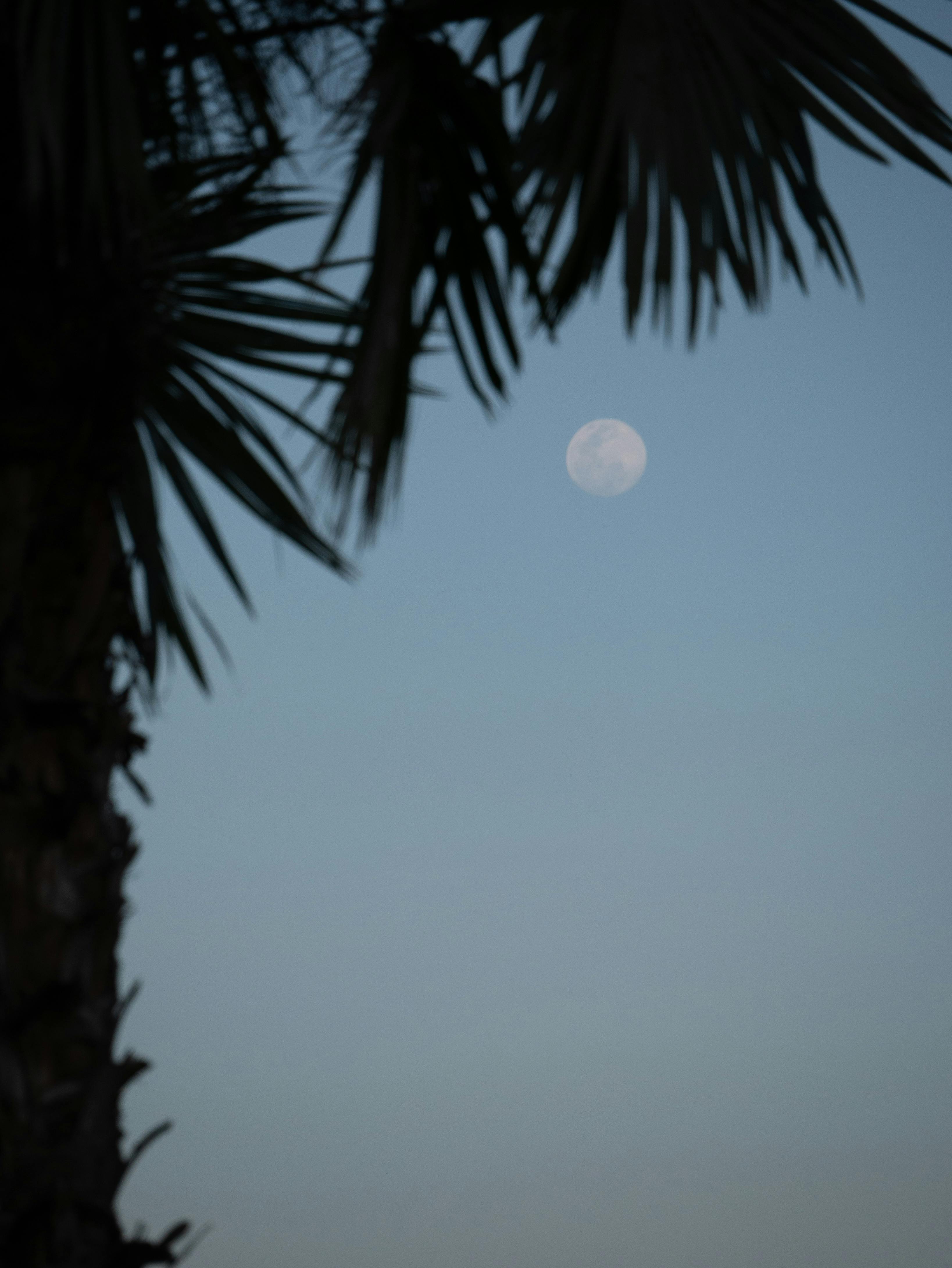 Palm Tree against Sky with Full Moon · Free Stock Photo
