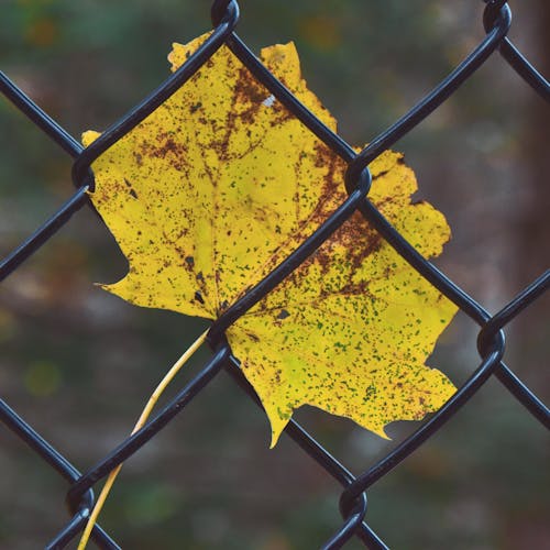 Selective Focus Photography of Yellow Leaf on Fence