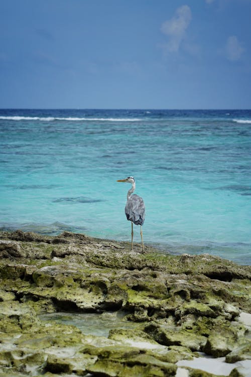 Fotos de stock gratuitas de fauna, garza, mar