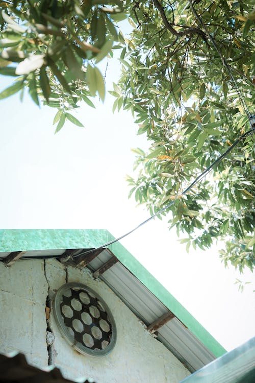 Tree Leaves over House Wall