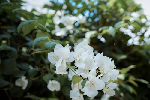 Close up of White Flowers