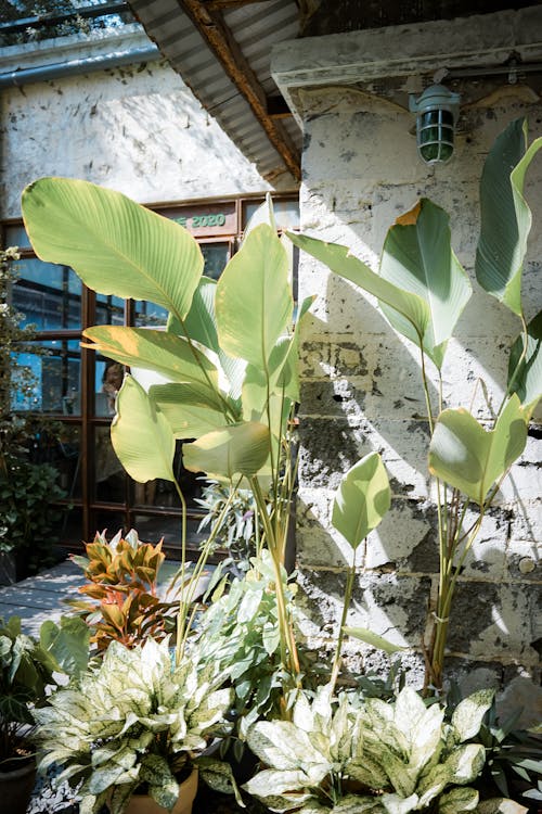 Green, Big Plants in Garden near Building Wall