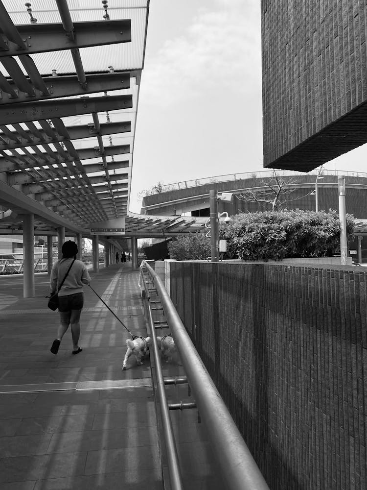 Woman With Dog Walking In Modern City Downtown