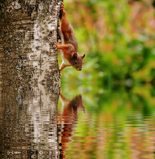 Free Brown Squirrel on Tree Looking at Reflection on Body of Water Stock Photo