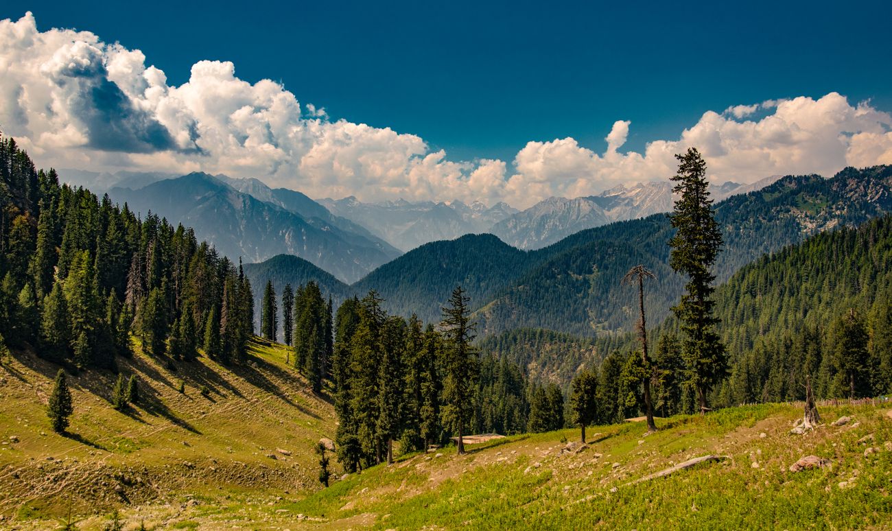 Summer Meadow Walks