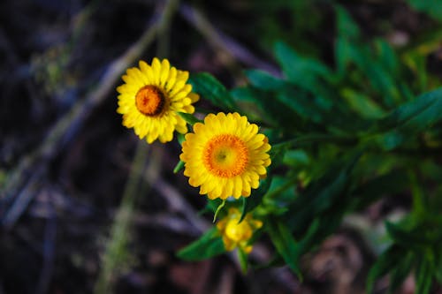 Free stock photo of flower, nature, yellow