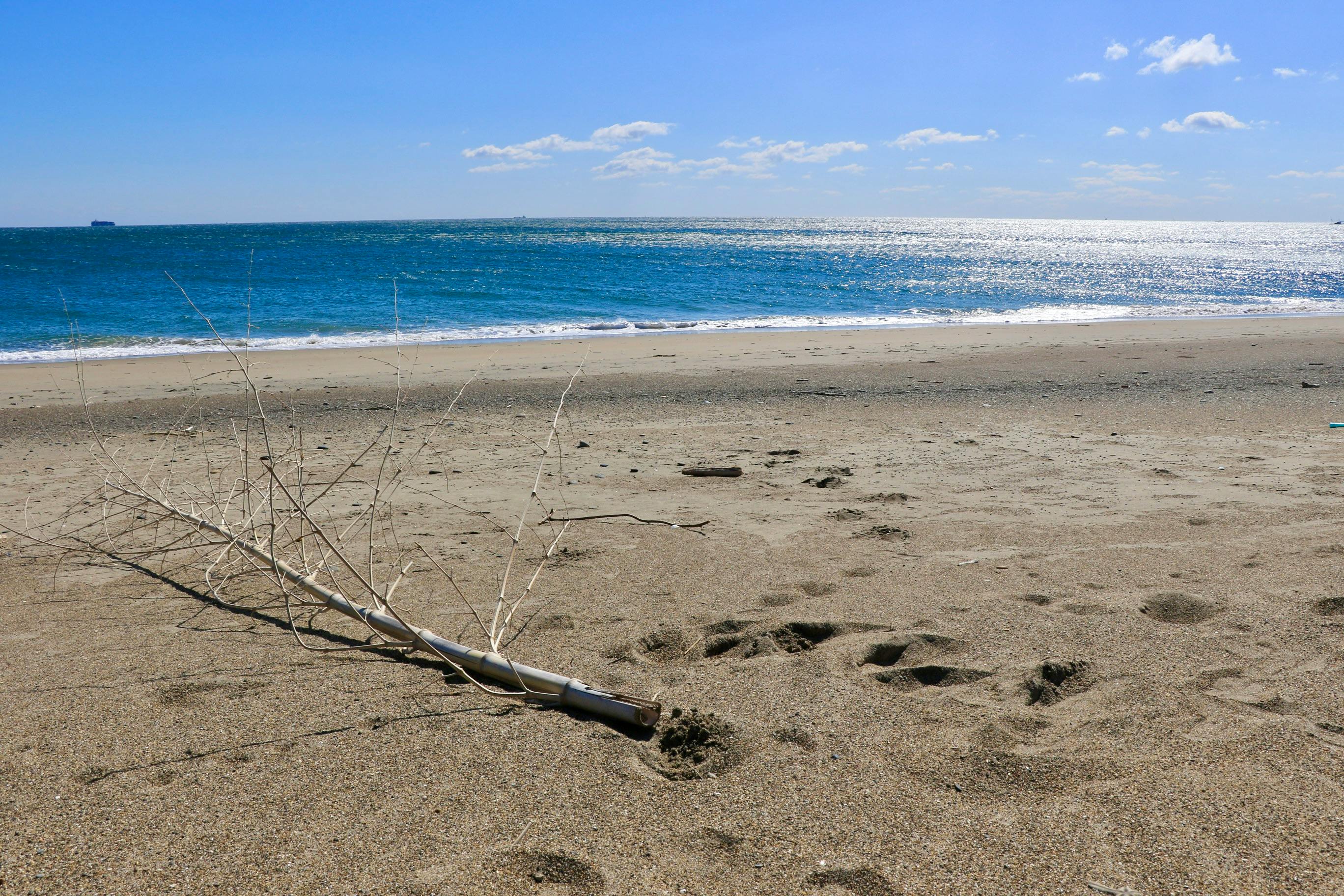 A serene beach scene featuring driftwood on the sand with a sparkling sea and clear blue sky.