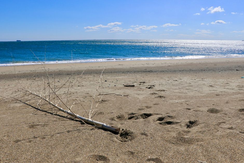 A serene beach scene featuring driftwood on the sand with a sparkling sea and clear blue sky.