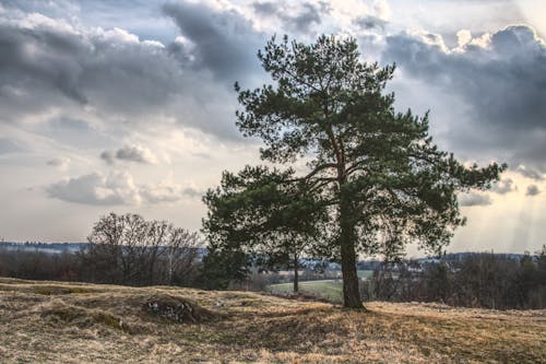 Grüner Laubbaum Unter Himmel Voller Wolken