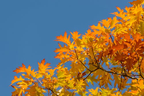 Colorful Autumn Leaves