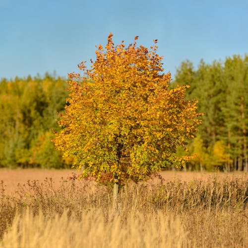 Imagine de stoc gratuită din arbore, câmp, focalizare selectivă