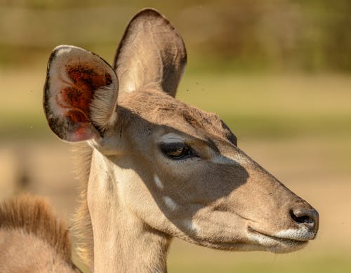 Kostnadsfri bild av antilop, djur, huvud