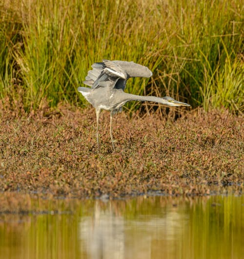 Kostenloses Stock Foto zu grauer vogel, natur, reflektierung