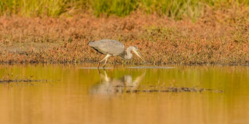 Fotos de stock gratuitas de buscando alimento, fauna, garza