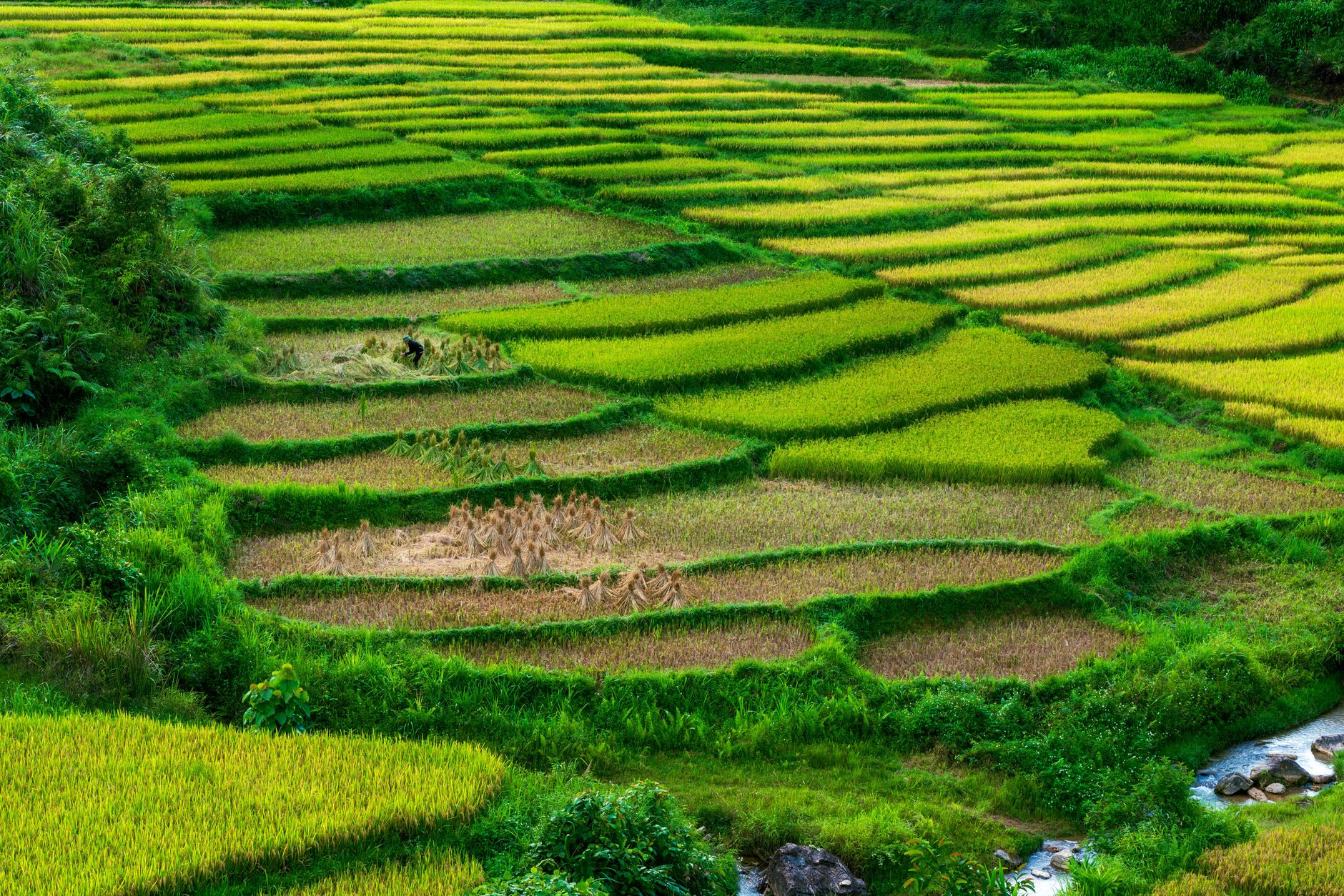 Breathtaking view of green terraced rice fields during summer, showcasing nature's beauty.