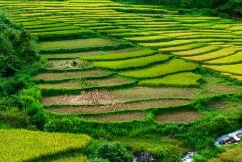 Free Breathtaking view of green terraced rice fields during summer, showcasing nature's beauty. Stock Photo