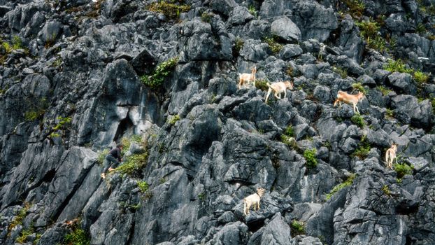 Chamois in Mountains