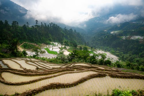 Terraced Rice Paddies on Mountain Slopes