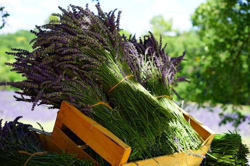 Pilhas De Flores De Lavanda Em Uma Caixa De Madeira