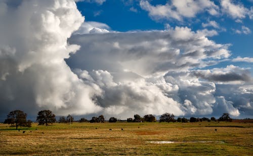 Champ D'herbe Brune Sous Ciel Nuageux