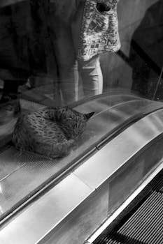 A sleeping cat comfortably rests on an escalator in a Tabriz shopping center, Iran.