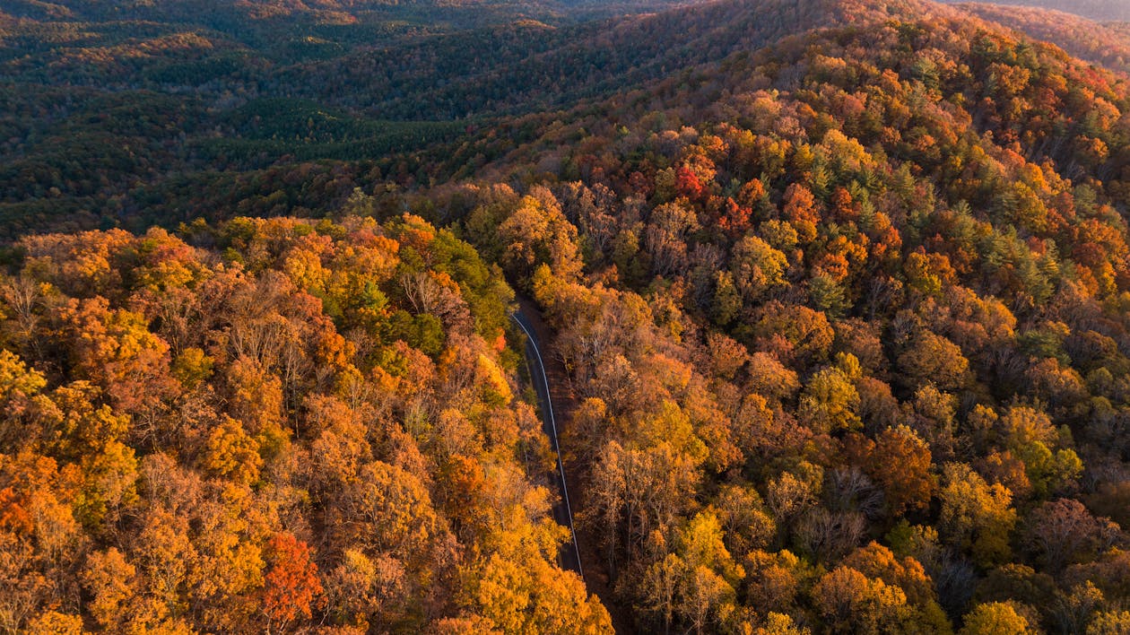 Arbres Sur La Montagne